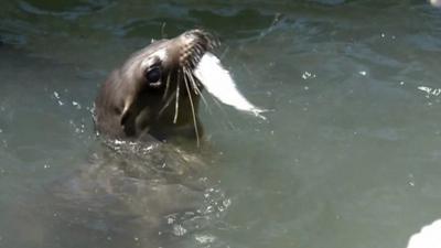 Sea lion eating fish