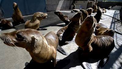 Sea lions washed up in California