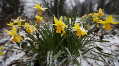 Daffodils in the snow