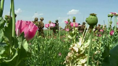 Afghan opium poppy field