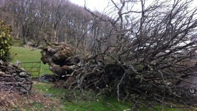 The fallen Pontfadog Oak