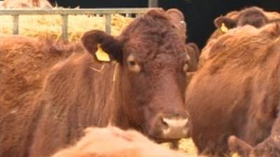 Cattle farmers protect their animals against Bovine TB