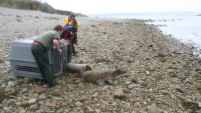 Seal pups being released on Jethou by GSPCA