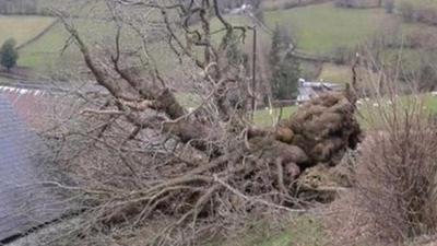 The fallen Pontfadog Oak