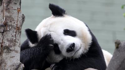 Tian Tian