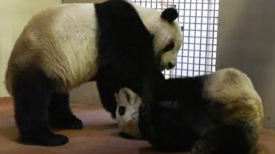 Edinburgh Zoo pandas