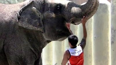 The 39-year-old female elephant being fed by a zookeeper