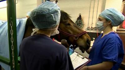 Horse being treated