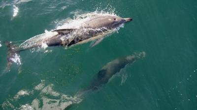Dolphins in the Haurika Gulf near Auckland