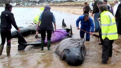 Whales being rescued