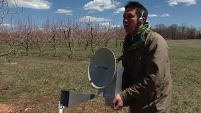 A scientist using radar to track stink bugs in an orchard