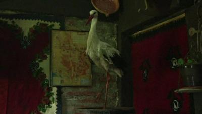 Rocky the stork at his local pub