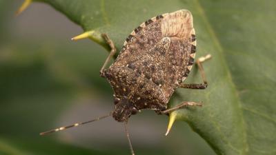 A stink bug from Asia