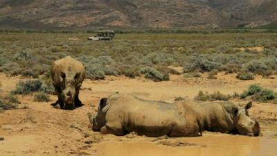 Some rhinos in South Africa with a safari vehicle in the background