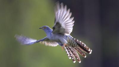 A cuckoo in flight