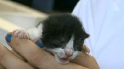 Kitten at rescue centre.
