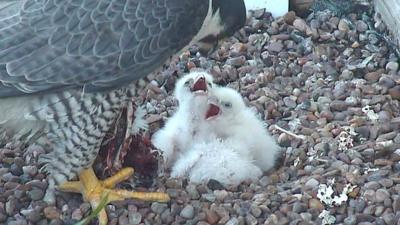 Peregrine falcon chicks being fed