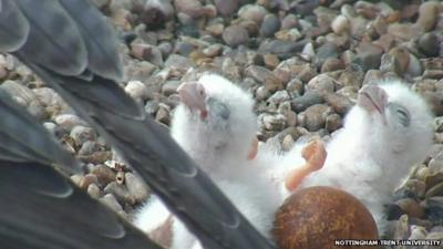 Peregrine falcon chicks