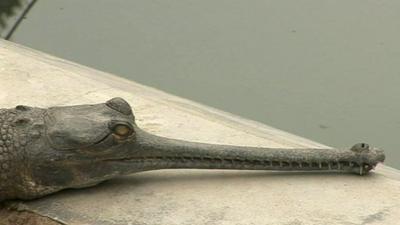 Gharial