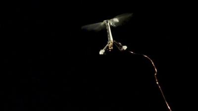 RoboBee