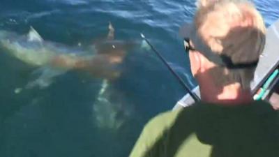 Fisherman watches shark