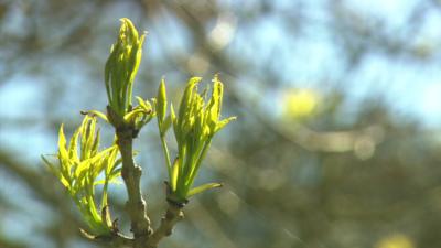 Ash tree new buds