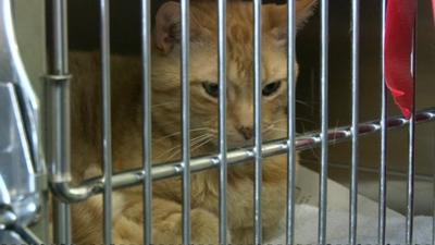 A cat in a veterinary surgery