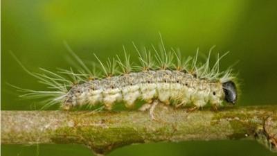 Moth caterpillar