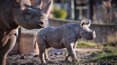 Rhino mother and baby at Chester Zoo (C) Chester Zoo