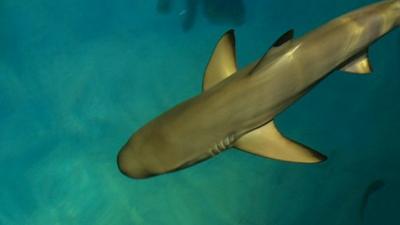 Black tipped reef shark