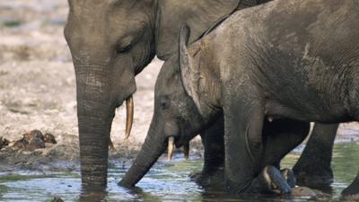 Elephants drinking at the water hole.