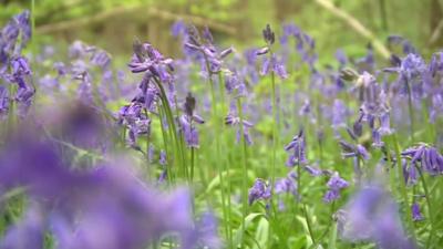 Bluebells