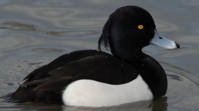 Tufted duck (c) J S Lees