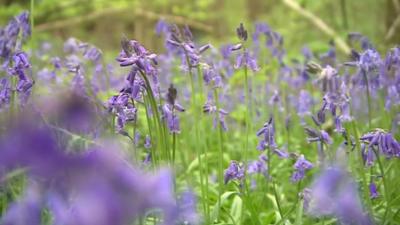 Bluebells