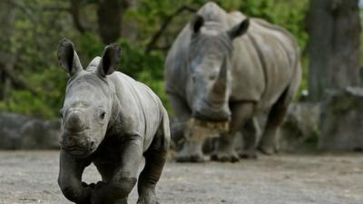Rhino