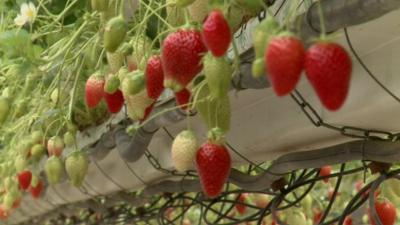 Strawberries at a farm in the Lot