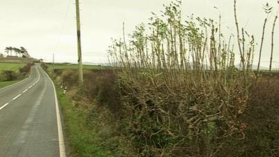 Ash saplings by a road