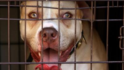 A pit-bull behind a cage