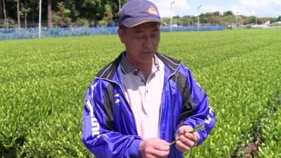 A tea farmer from Shizuoka inspects a leaf