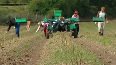 Asparagus harvest in Ramsgate