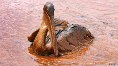 oil-covered brown pelican