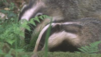 Badgers