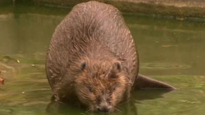 A beaver