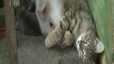 Cat with adopted piglet