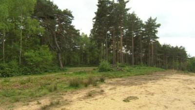 Whitmore Bog near Bracknell