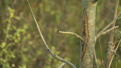 Dying ash tree