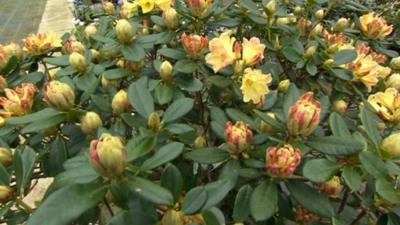 Rhododendrons in bud at Millais Nurseries in Surrey