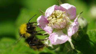 Early bumblebee (Bombus pratorum) (C) Will George