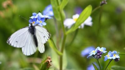 A butterfly sits on a flower