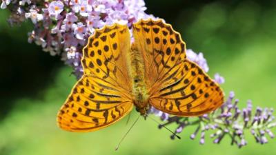 Silver-washed Fritillary, found in woodlands across southern parts of Wales